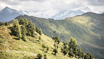 Mountain landscape in the summer in the Kitzbühel Alps in Tirol